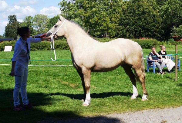 15094338_1178560215514178_5891807253672748759_n